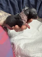 Chunky Monkey , a female Xoloitzcuintli for sale in Manitowoc, WI – Photo 2 of 7