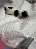 Fudge Brownie , a female Xoloitzcuintli for sale in Manitowoc, WI – Photo 2 of 5