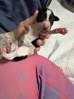 Fudge Brownie , a female Xoloitzcuintli for sale in Manitowoc, WI – Photo 5 of 5