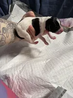 Fudge Brownie , a female Xoloitzcuintli for sale in Manitowoc, WI – Photo 4 of 5