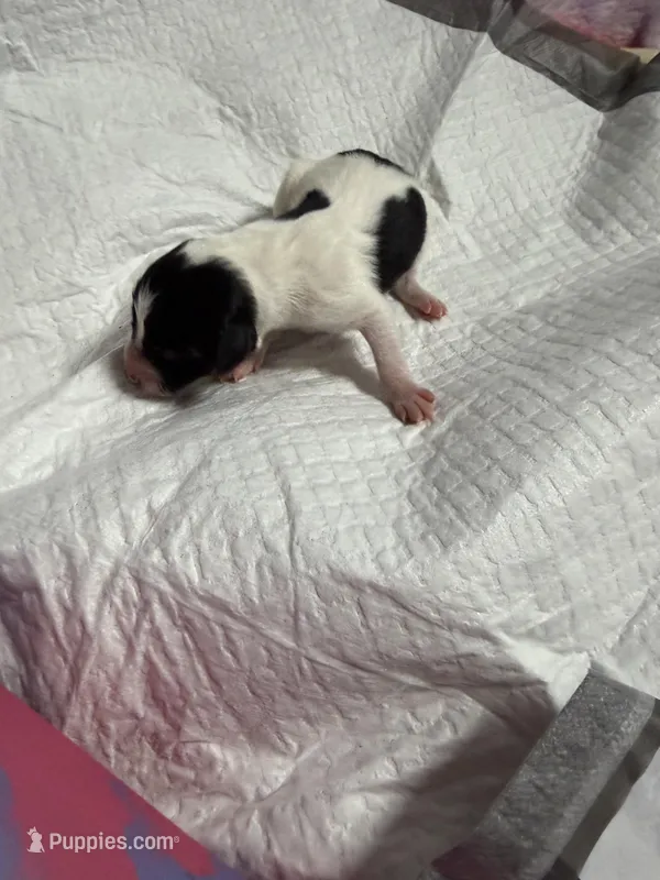 Fudge Brownie  – Xoloitzcuintli puppy for sale in Manitowoc, WI