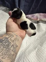 Fudge Brownie , a female Xoloitzcuintli for sale in Manitowoc, WI – Photo 3 of 5