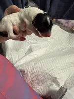 Sundae swirl , a female Xoloitzcuintli for sale in Manitowoc, WI – Photo 2 of 6