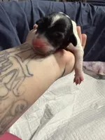 Sundae swirl , a female Xoloitzcuintli for sale in Manitowoc, WI – Photo 3 of 6