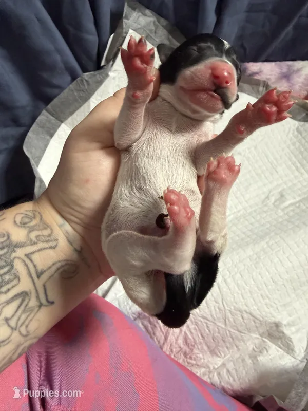 Sundae swirl  – Xoloitzcuintli puppy for sale in Manitowoc, WI