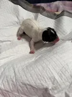 Sundae swirl , a female Xoloitzcuintli for sale in Manitowoc, WI – Photo 6 of 6