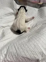 Sundae swirl , a female Xoloitzcuintli for sale in Manitowoc, WI – Photo 5 of 6