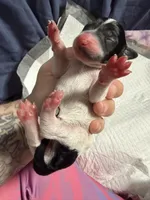 Sundae swirl , a female Xoloitzcuintli for sale in Manitowoc, WI – Photo 4 of 6