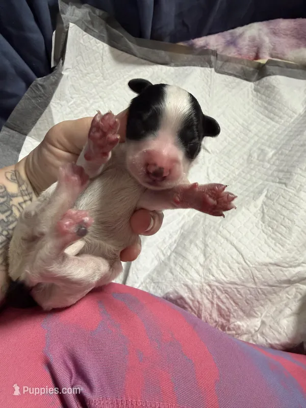 Matcha  – Xoloitzcuintli puppy for sale in Manitowoc, WI