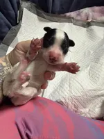 Matcha , a female Xoloitzcuintli for sale in Manitowoc, WI – Photo 1 of 5