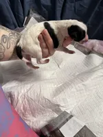 Matcha , a female Xoloitzcuintli for sale in Manitowoc, WI – Photo 5 of 5