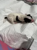 Matcha , a female Xoloitzcuintli for sale in Manitowoc, WI – Photo 3 of 5