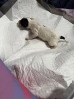 Matcha , a female Xoloitzcuintli for sale in Manitowoc, WI – Photo 2 of 5