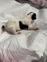 Matcha , a female Xoloitzcuintli for sale in Manitowoc, WI – Photo 4 of 5