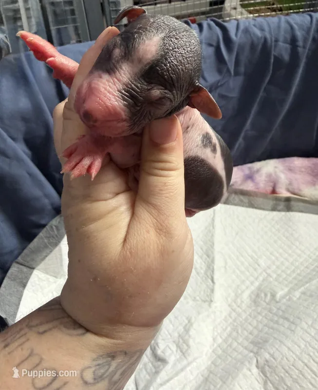 Cannoli – Xoloitzcuintli puppy for sale in Manitowoc, WI