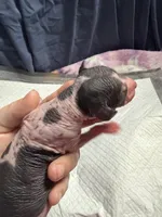 Cannoli, a male Xoloitzcuintli for sale in Manitowoc, WI – Photo 6 of 6