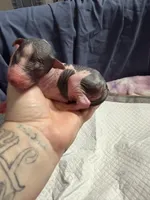 Cannoli, a male Xoloitzcuintli for sale in Manitowoc, WI – Photo 3 of 6
