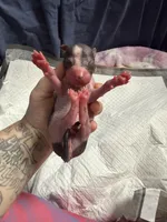 Cannoli, a male Xoloitzcuintli for sale in Manitowoc, WI – Photo 5 of 6