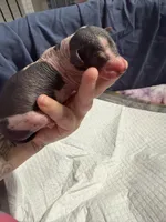 Cannoli, a male Xoloitzcuintli for sale in Manitowoc, WI – Photo 4 of 6