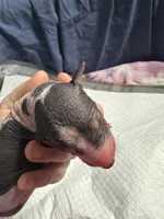 Cannoli, a male Xoloitzcuintli for sale in Manitowoc, WI – Photo 2 of 6