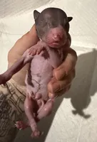 Chalupa , a male Xoloitzcuintli for sale in Manitowoc, WI – Photo 2 of 3