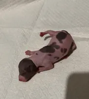 Chalupa , a male Xoloitzcuintli for sale in Manitowoc, WI – Photo 3 of 3