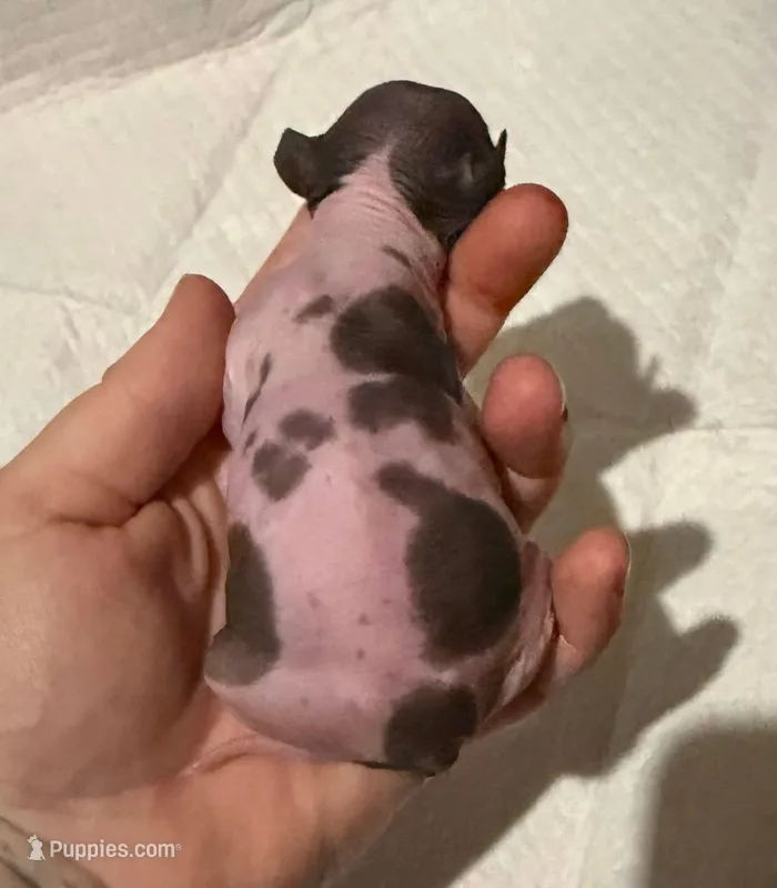 Chalupa  – Xoloitzcuintli puppy for sale in Manitowoc, WI