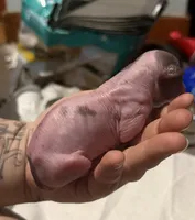 Taco, a female Xoloitzcuintli for sale in Manitowoc, WI – Photo 2 of 5