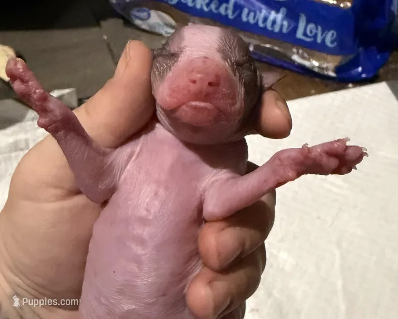 Taco – Xoloitzcuintli puppy for sale in Manitowoc, WI