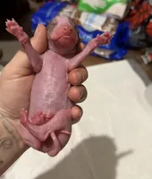 Taco, a female Xoloitzcuintli for sale in Manitowoc, WI – Photo 4 of 5