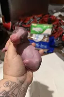 Taco, a female Xoloitzcuintli for sale in Manitowoc, WI – Photo 3 of 5