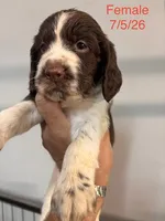 Rose, a female English Springer Spaniel for sale in Conway, SC – 1 of 1