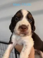 Junior, a male English Springer Spaniel for sale in Conway, SC – 1 of 1