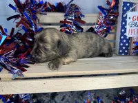 Case, a male Miniature Dachshund for sale in Atoka, OK – 2 of 3