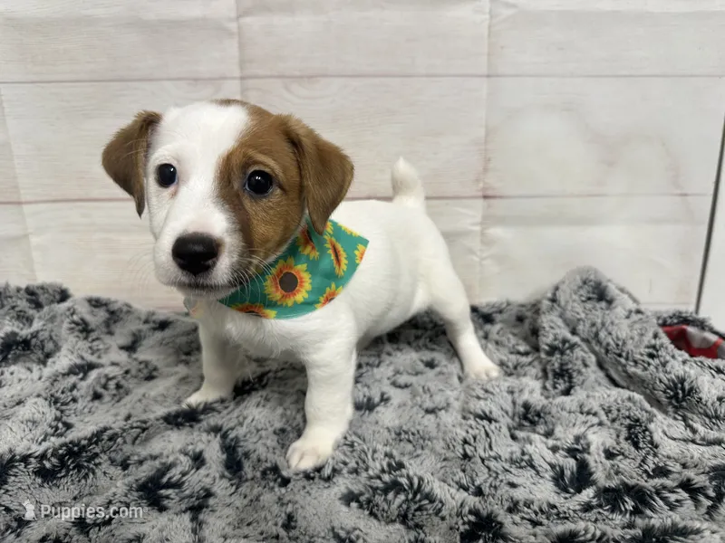 Amy- pet only  – Jack Russell Terrier puppy for sale in Atoka, OK
