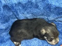 Alex- blue eyes , a male Miniature Schnauzer for sale in Atoka, OK – Photo 4 of 4