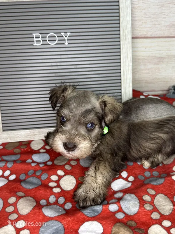 Alex- blue eyes  – Miniature Schnauzer puppy for sale in Atoka, OK
