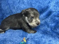 Alex- blue eyes , a male Miniature Schnauzer for sale in Atoka, OK – Photo 3 of 4