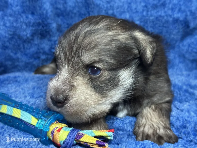 Alex- blue eyes , a male Miniature Schnauzer for sale in Atoka, OK – Photo 1 of 4