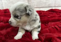 Odie, a male Pembroke Welsh Corgi for sale in Atoka, OK – Photo 2 of 5