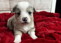 Odie, a male Pembroke Welsh Corgi for sale in Atoka, OK – Photo 1 of 5