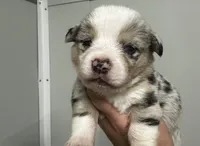 Odie, a male Pembroke Welsh Corgi for sale in Atoka, OK – Photo 4 of 5