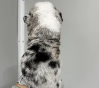 Odie, a male Pembroke Welsh Corgi for sale in Atoka, OK – Photo 5 of 5