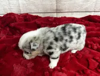 Odie, a male Pembroke Welsh Corgi for sale in Atoka, OK – Photo 3 of 5