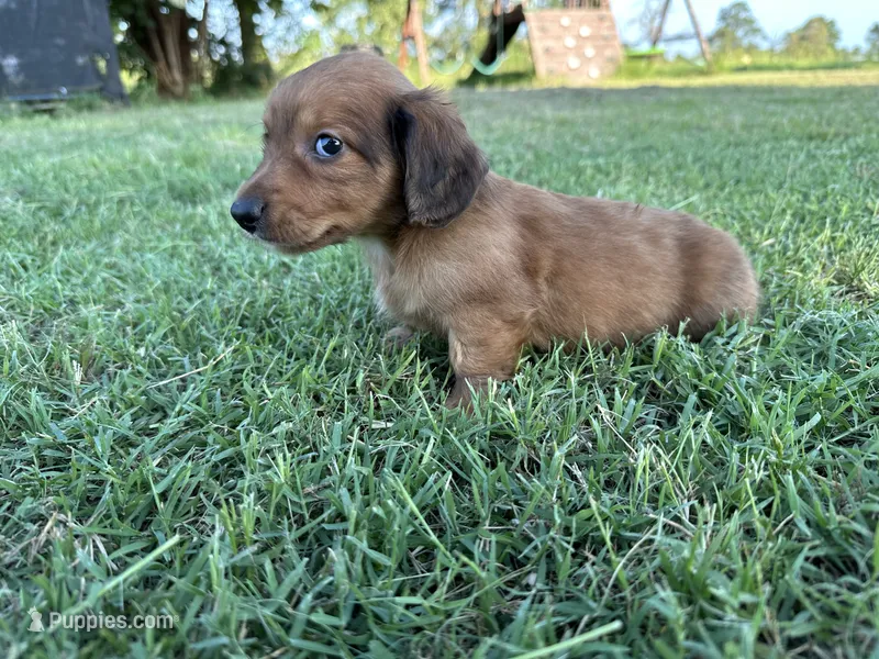 Charley – Miniature Dachshund puppy for sale in Atoka, OK