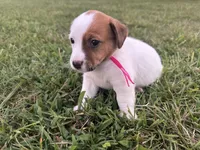 Amy, a female Jack Russell Terrier for sale in Atoka, OK – 3 of 5