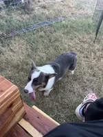 Bluie tri male read description , a male Pembroke Welsh Corgi for sale in Atoka, OK – 2 of 3