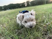 Freddie-Toy, a male Miniature Schnauzer for sale in Atoka, OK – 2 of 3