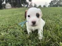 Shamu- shorty , a male Jack Russell Terrier for sale in Atoka, OK – 2 of 5