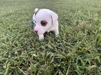 Shamu- shorty , a male Jack Russell Terrier for sale in Atoka, OK – 3 of 5
